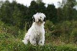 TERRIER DU TIBET 152